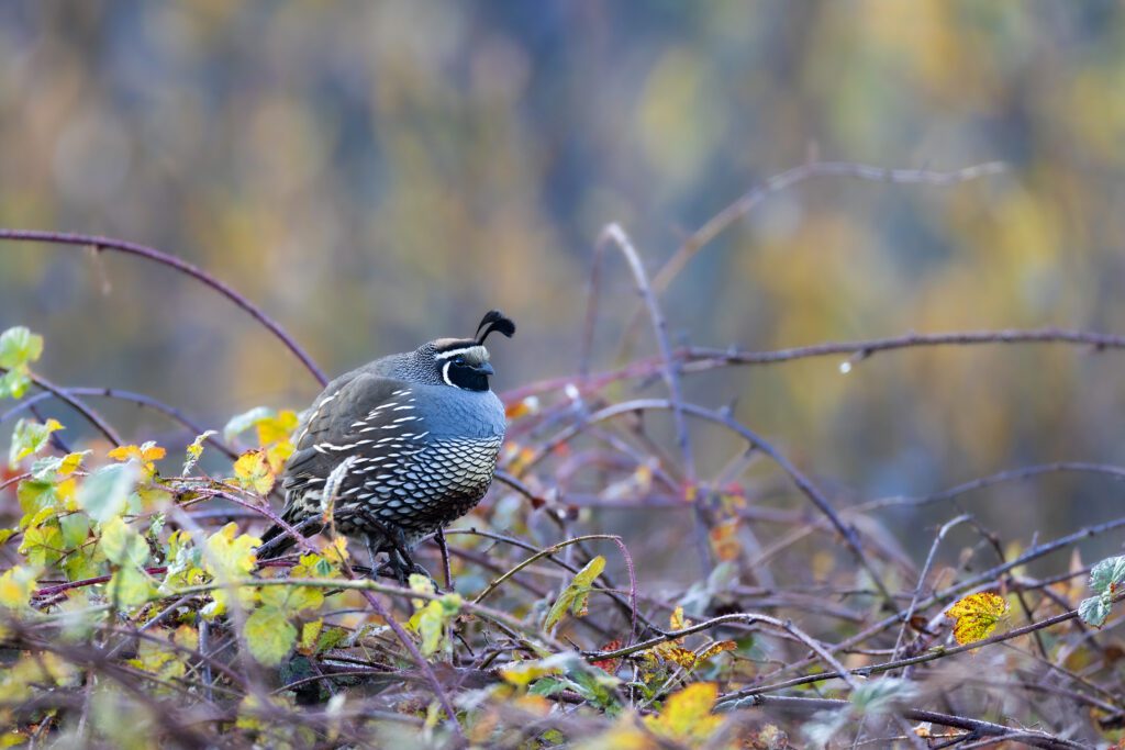 A California Quail in Fall Foliage is standing in a clump of bushes.