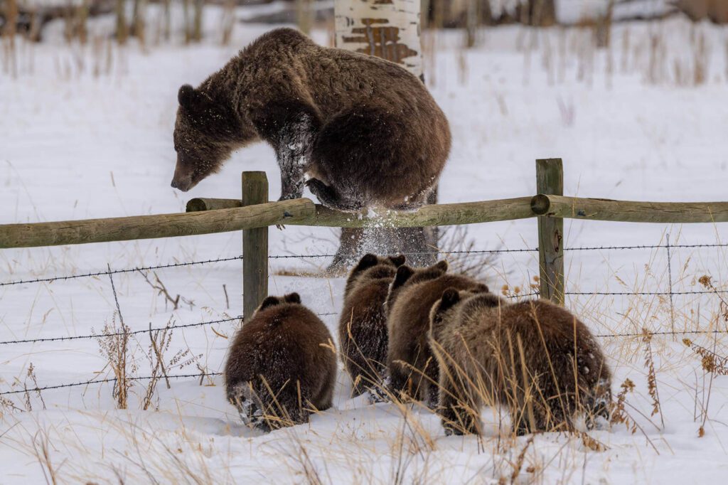 A group of brown bears jumping over Country Fences.