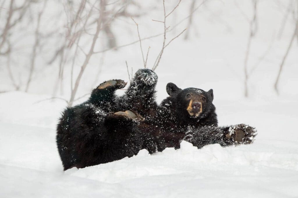 A black bear Rolling in the Snow.