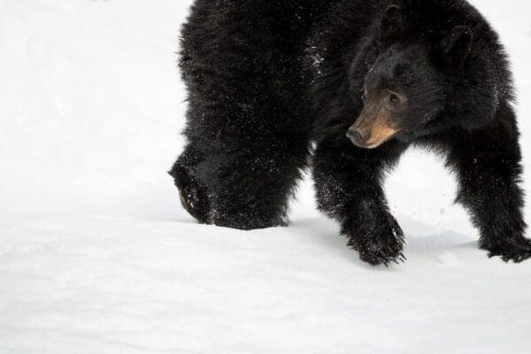 A Spring Exploration bear walking through the snow.