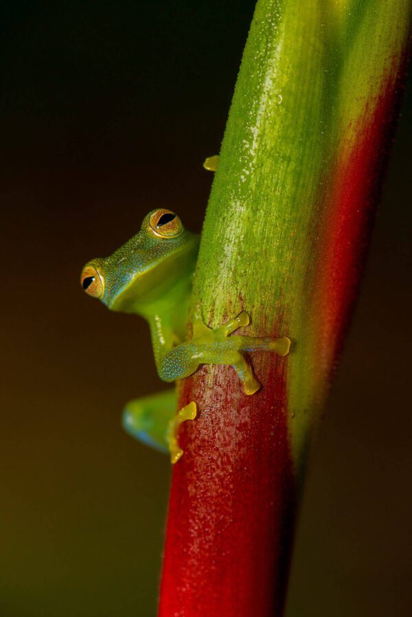 A green frog perched on top of a Free Solo.