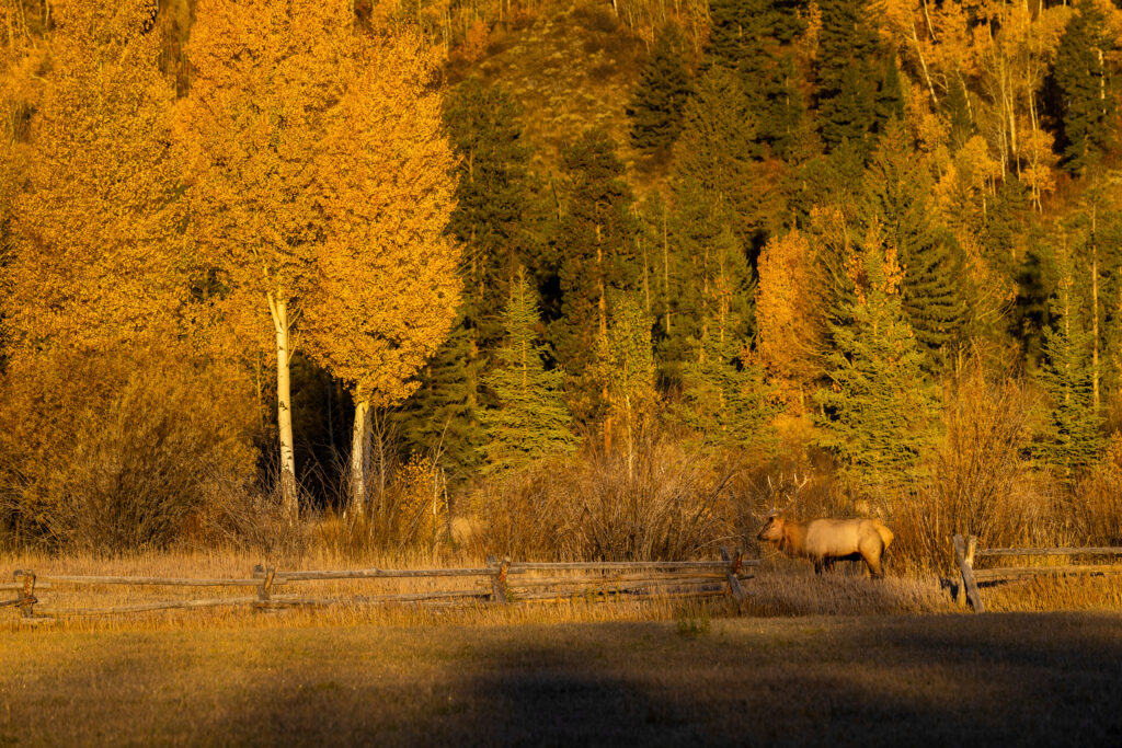 Early Morning Elk grazing in a field with trees in the background.