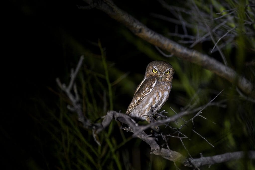 The Mystery of Owls sitting on a branch at night.