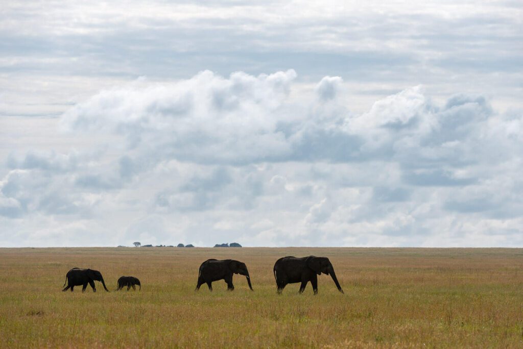A Family Vacation of elephants walking through a grassy field.