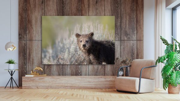 A grizzly bear standing in front of a wooden wall in Felicia's Cub.