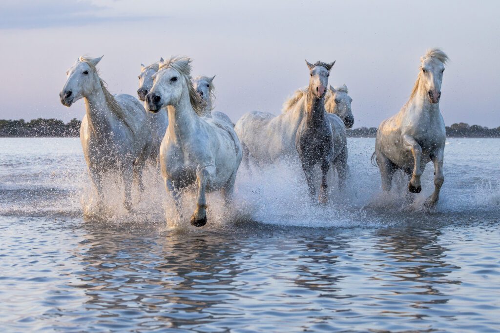 A group of white horses running across the water