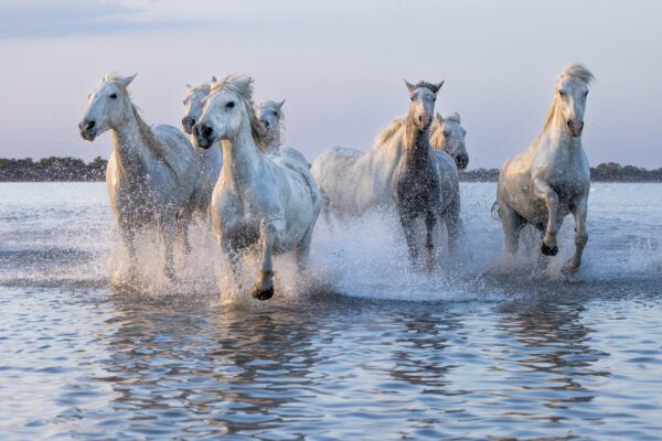 A group of white horses running across the water