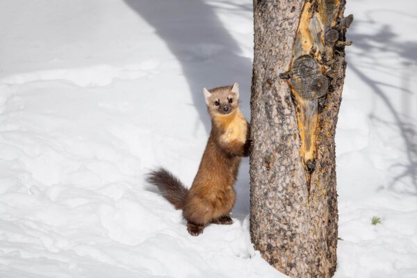 A small weasel is standing next to a tree in Frolicking in the Snow.