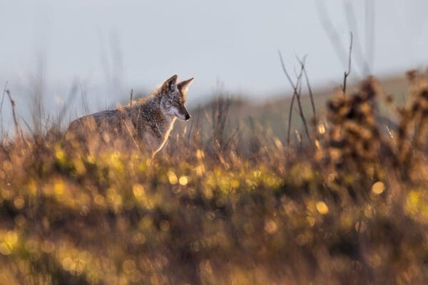 The Glittering Sunrise Coyote is standing in a field at sunset.