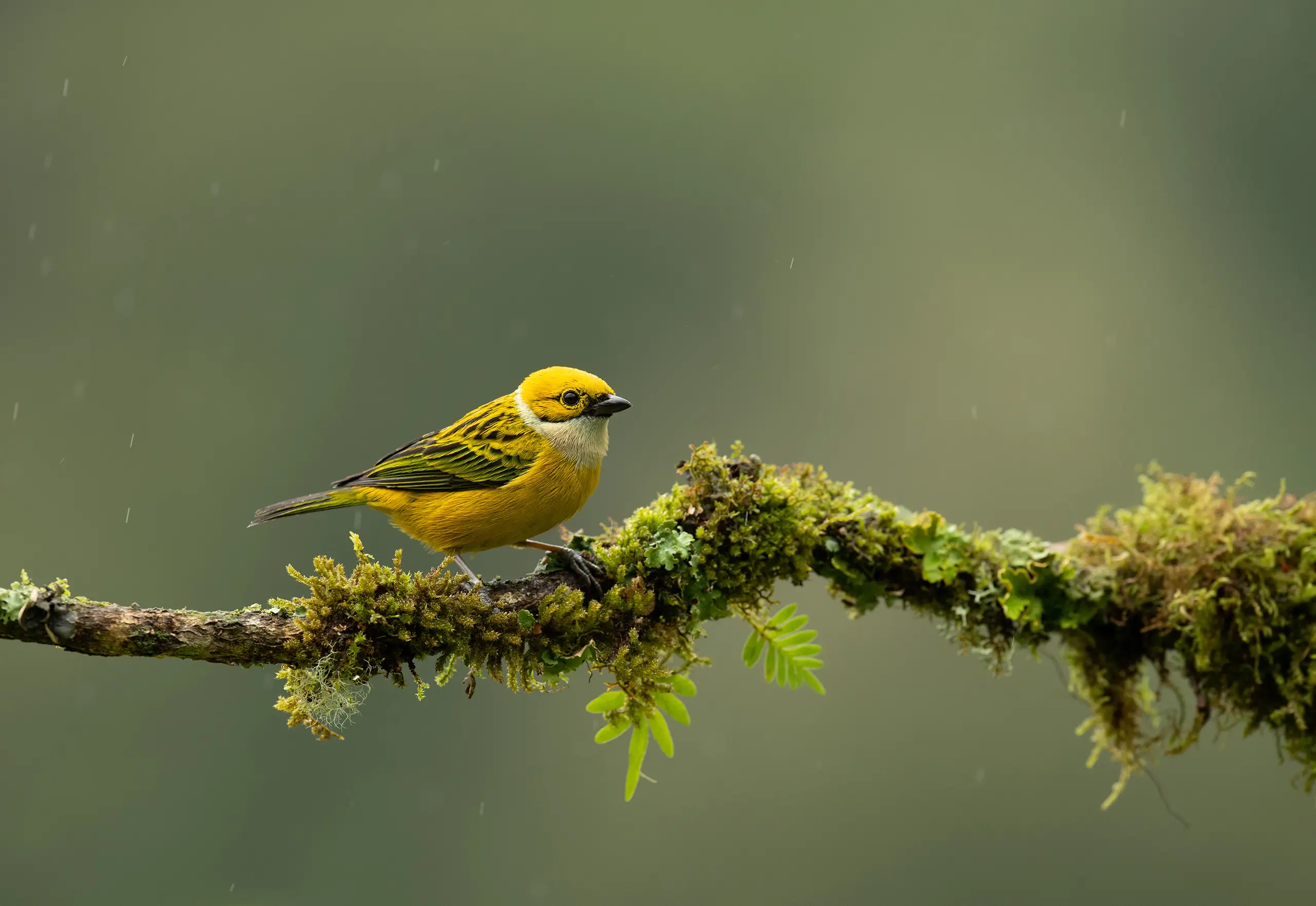 A Golden Tanager perched on a branch in the rain.