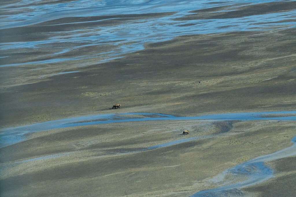 A group of Grizzlies on the Vast Landscape swimming in the water.