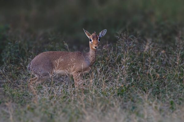 A small antelope hiding in the grasses.