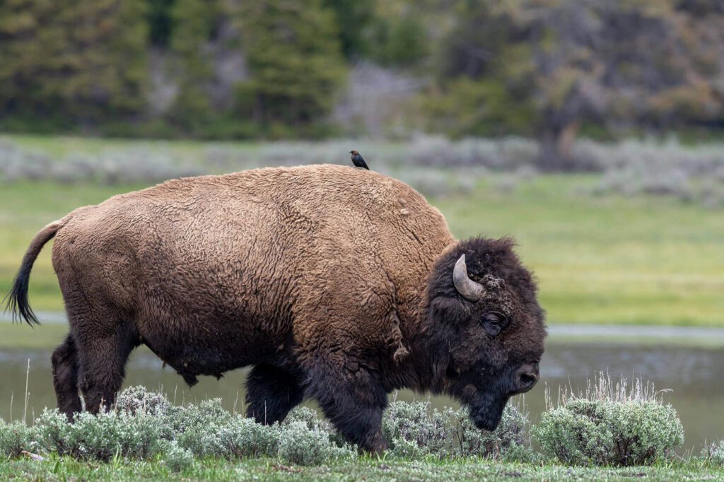 Hitching a Ride in Yellowstone National Park.