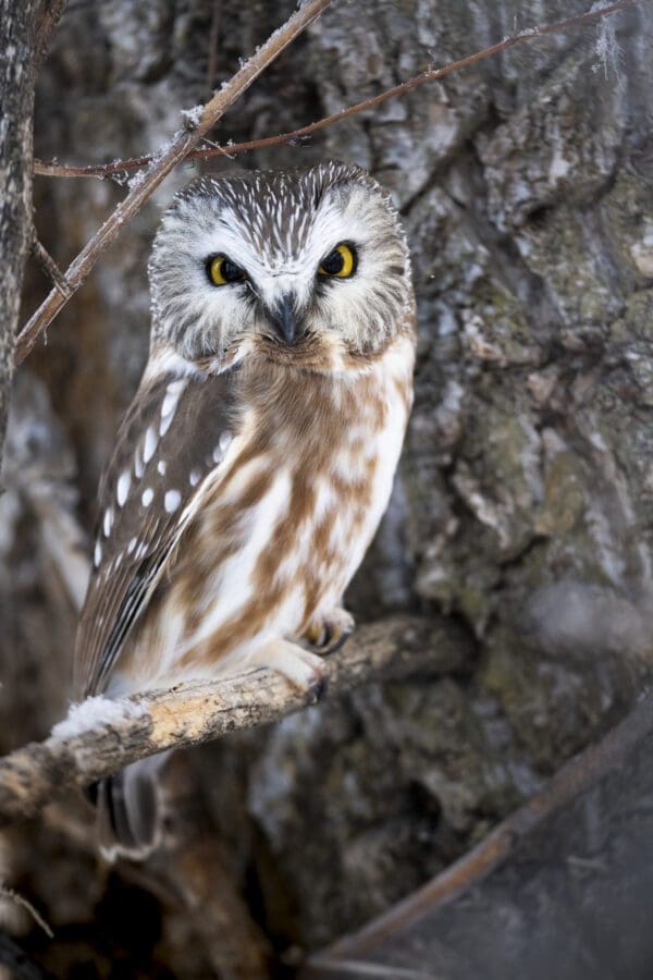 An Idaho Sweetheart sitting on a branch.