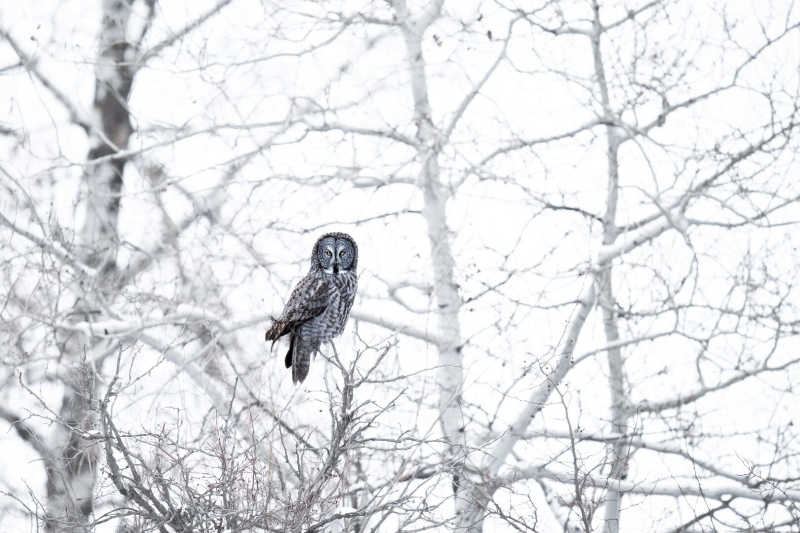 The Illusive Power of a Great Gray Owl perched on a tree in the snow.