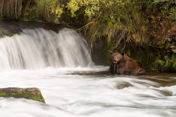 A Keeping Cool is sitting in the water.