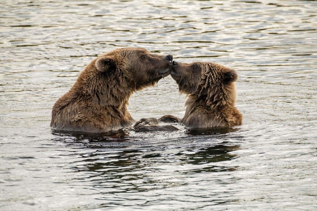 Two brown bears kisses for Mommy in the water.