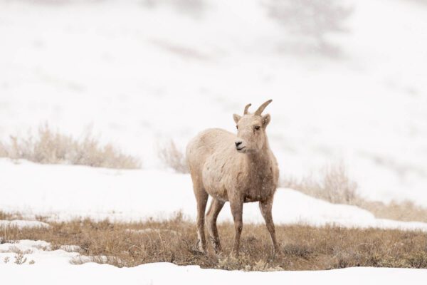 A large horned sheep standing in the Light Snow Falling.