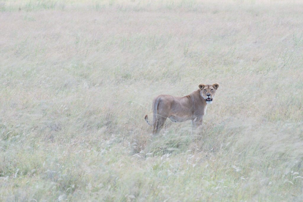 A Lioness in Early Morning Light standing in a field of tall grass.