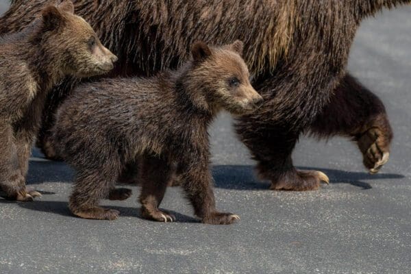 Three Little Muffins walking down the street.