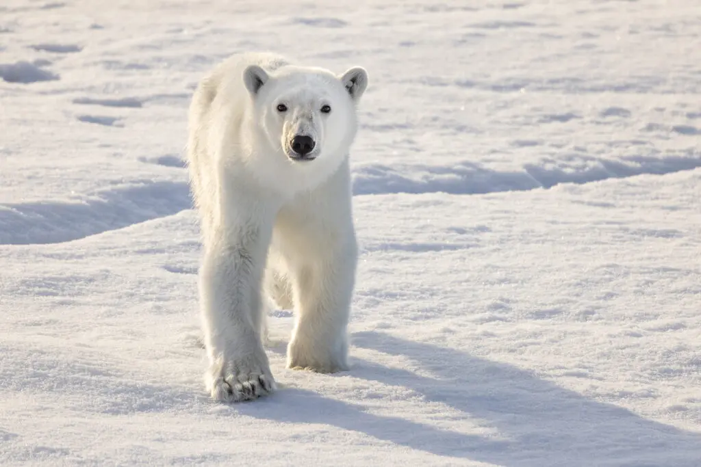 Magical Memories in the Arctic, a white polar bear walking through the snow.