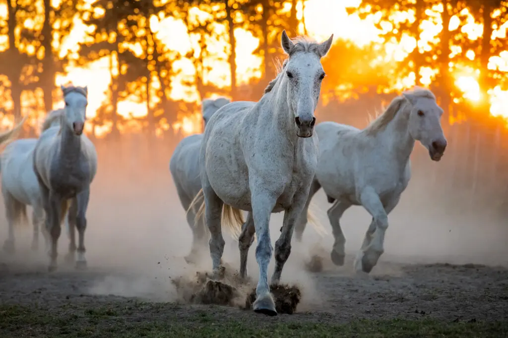Three running horses
