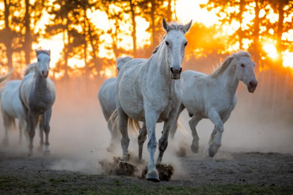 Three running horses