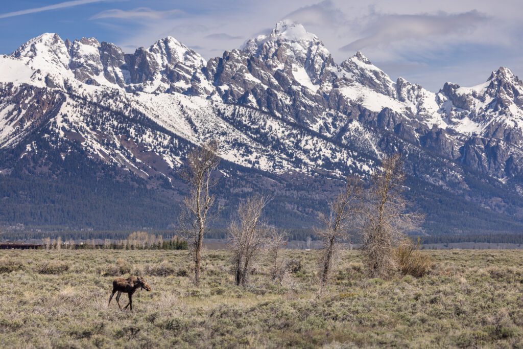 A Moose in the Mighty Tetons is standing in a field.