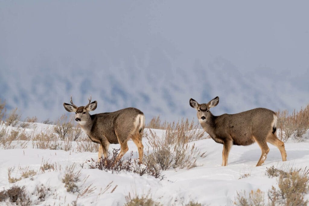 Two deer standing in the Moving Through the Snowy Tetons with mountains in the background.