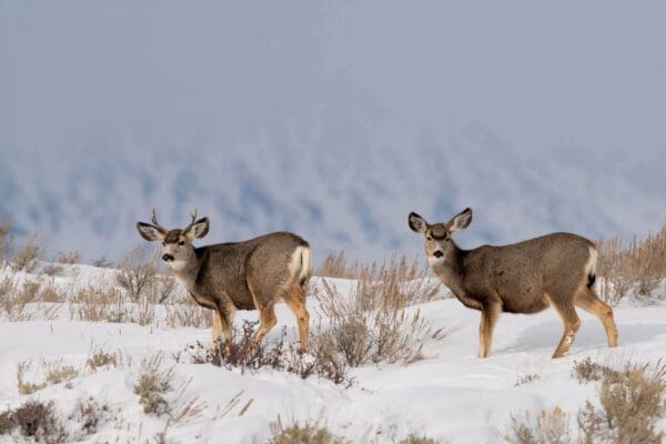 Two deer standing in the Moving Through the Snowy Tetons with mountains in the background.