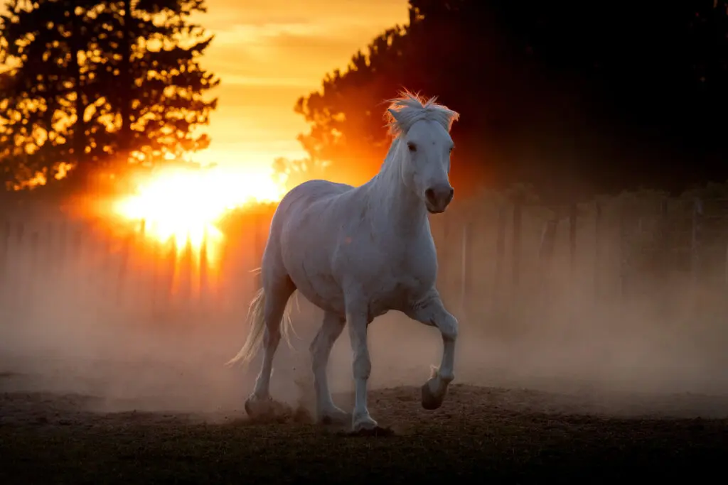 A Mystical Presence is running in a field at sunset.
