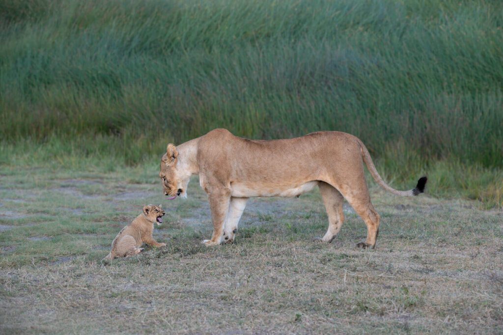 A lion standing next to No Mommy!.
