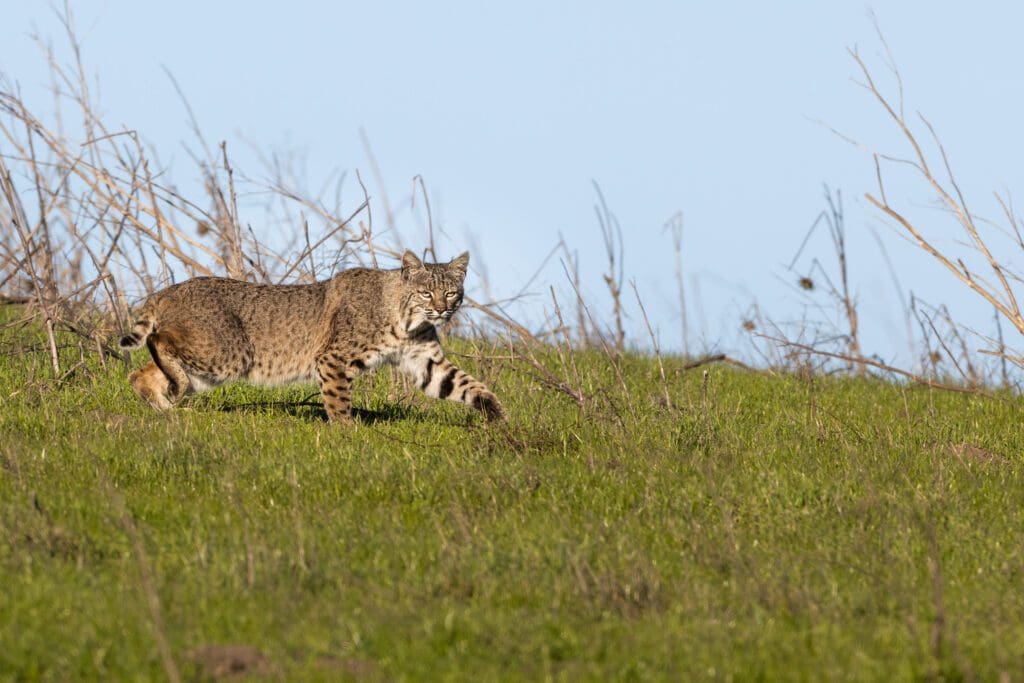 On the Prowl walking on a grassy hill.