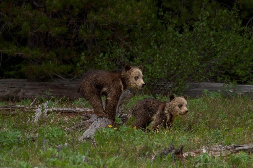 Two Playtime grizzly bear cubs standing in the grass.