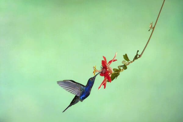 A Poetry in Motion - Green hummingbird is feeding on a flower.