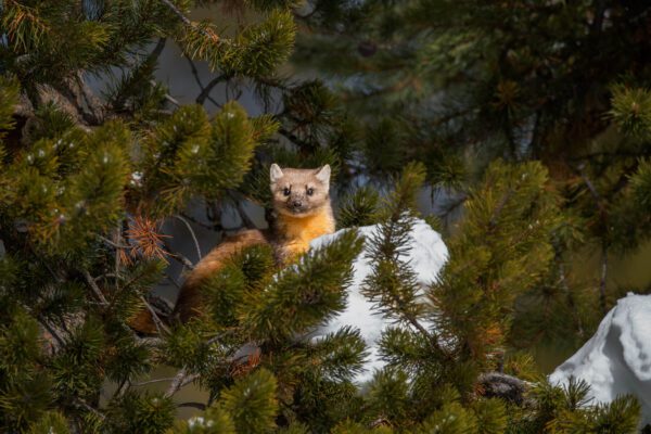 A Precious One sitting in a pine tree.