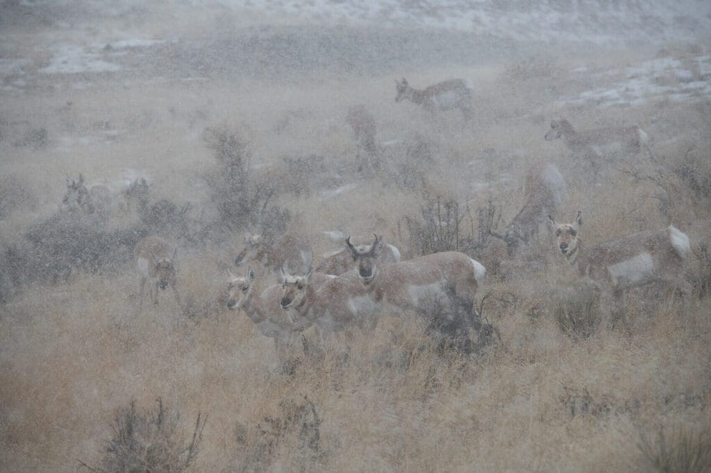 Pronghorns in a Blizzard.