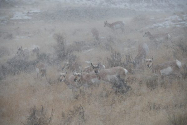 Pronghorns in a Blizzard.