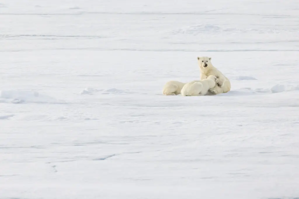 Two polar bears sitting on the Providing for Her Young.