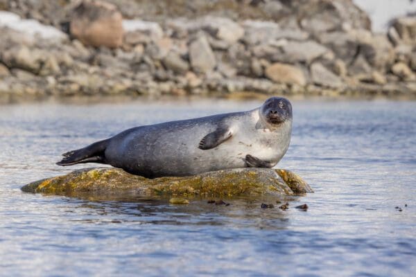 Reclining in Svalbard resting on a rock in the water.