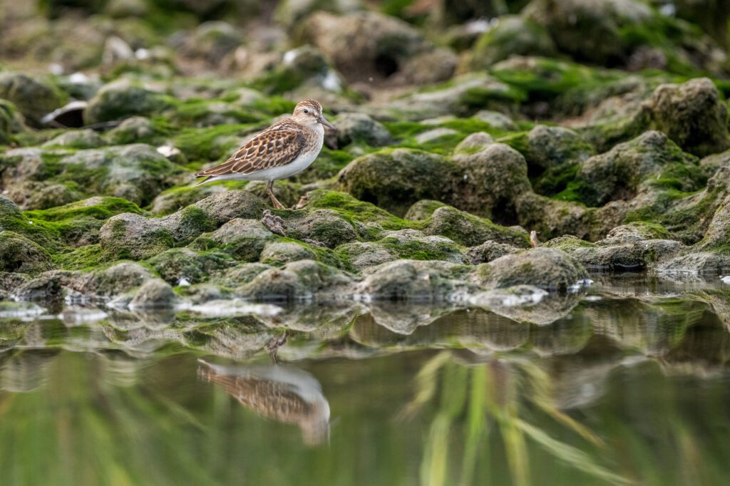 A small bird standing in the water with Reflections by the Water's Edge on the ground.