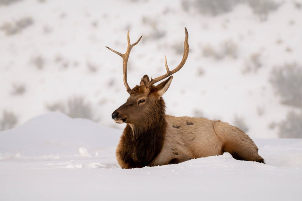 A large Regal Elk laying down in the snow.