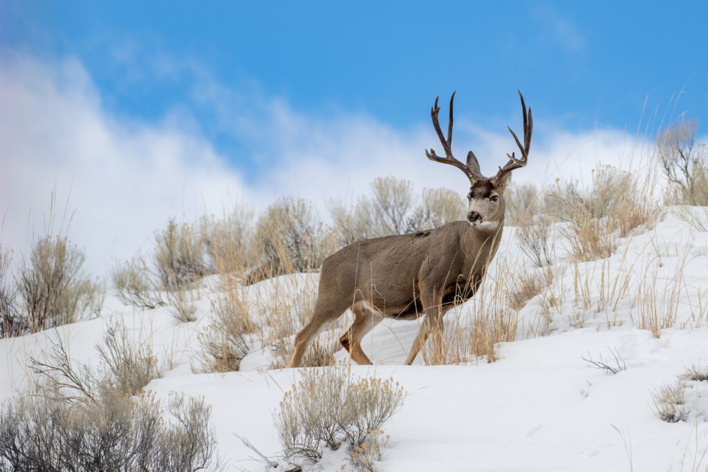 A Regal Pose standing on a snow covered hill.