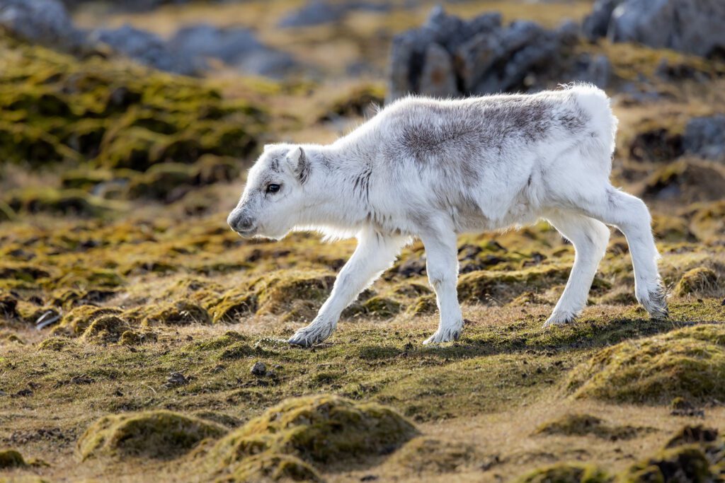 A baby Reindeer of Svalbard is walking across a grassy field.