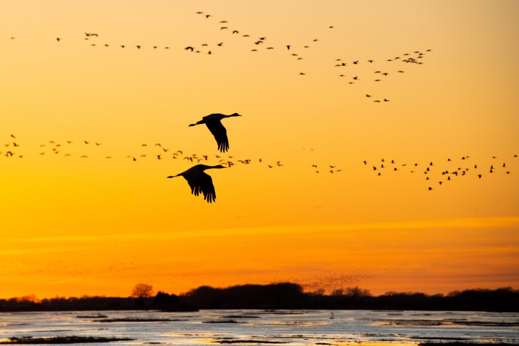 Sandhill Cranes Over the Platte River flying over a body of water at sunset.