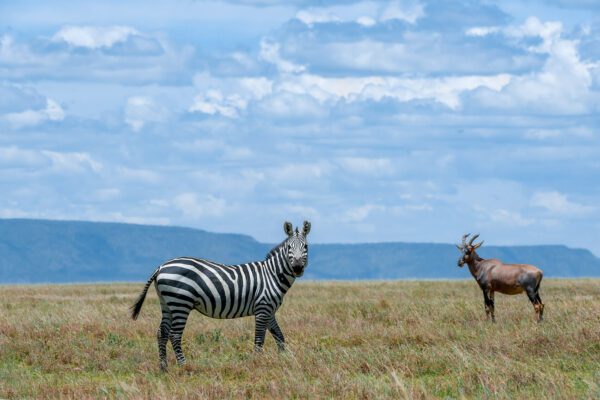 A Serengeti Serenity and an antelope in a grassy field.