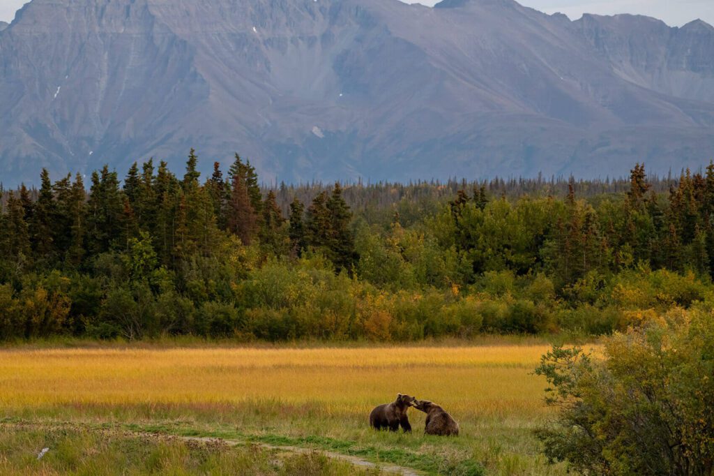 Two brown bears standing in a field with mountains in the background, Sibling Rivalry.