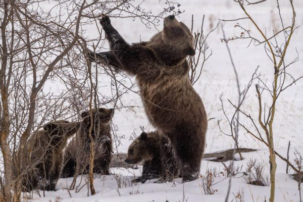 Snacking on Berries is a group of grizzly bears in the snow.