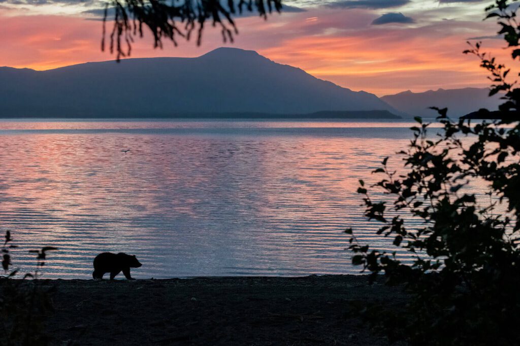 A bear standing on the shore of Solitude at Sunrise.