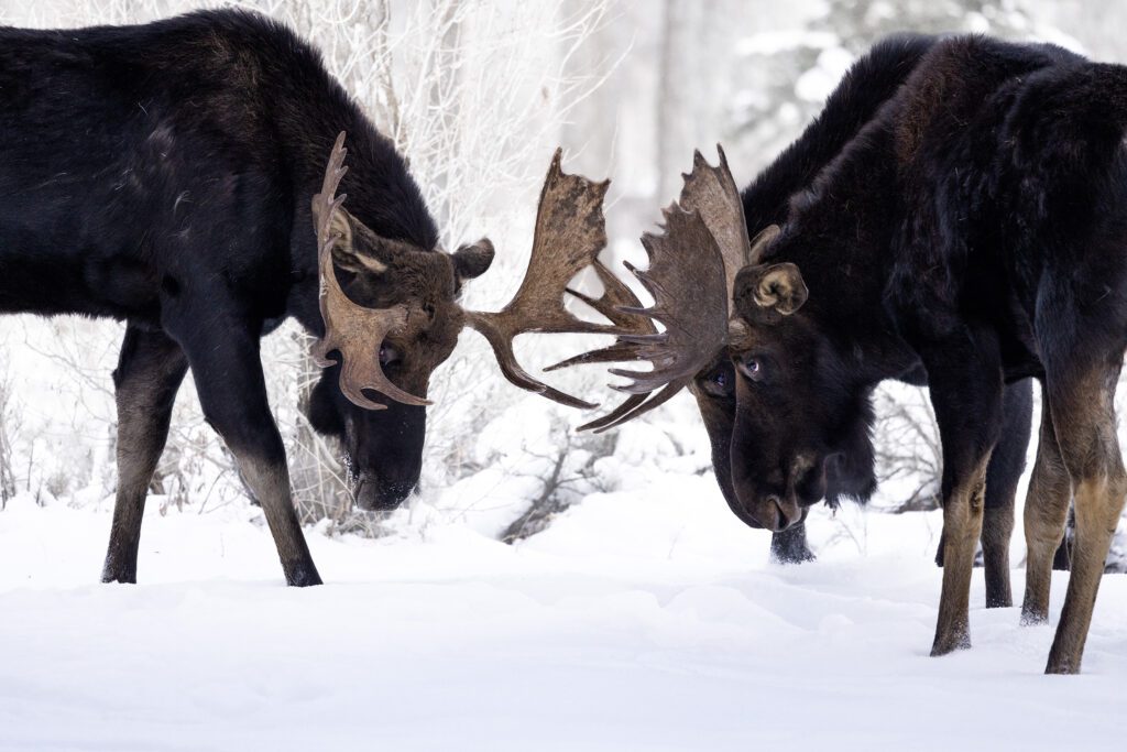 Two Sparring Moose fighting in the snow.
